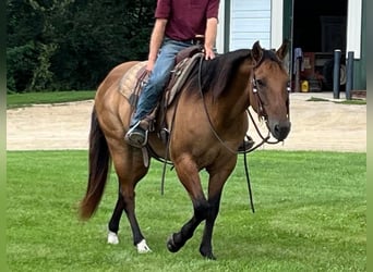 American Quarter Horse, Gelding, 12 years, 15,1 hh, Dun