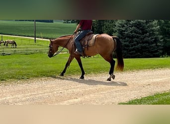 American Quarter Horse, Gelding, 12 years, 15,1 hh, Dun