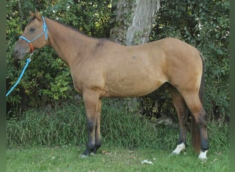 American Quarter Horse, Gelding, 12 years, 15,1 hh, Dun