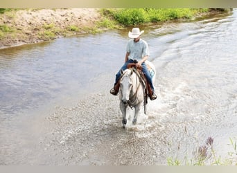 American Quarter Horse, Gelding, 12 years, 15.1 hh, Gray-Fleabitten