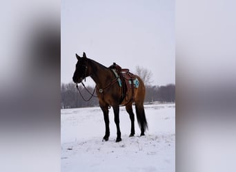 American Quarter Horse, Gelding, 12 years, 15.1 hh, Grullo