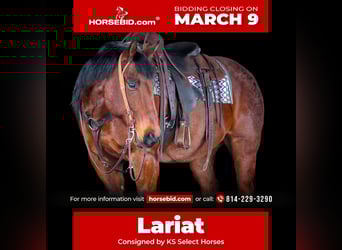 American Quarter Horse, Gelding, 12 years, 15.1 hh, Roan-Bay