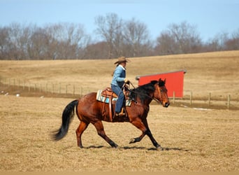 American Quarter Horse, Gelding, 12 years, 15.1 hh, Roan-Bay