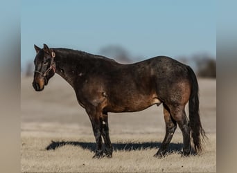 American Quarter Horse, Gelding, 12 years, 15,1 hh, Roan-Blue