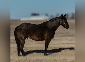 American Quarter Horse, Gelding, 12 years, 15,1 hh, Roan-Blue