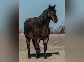 American Quarter Horse, Gelding, 12 years, 15,1 hh, Roan-Blue