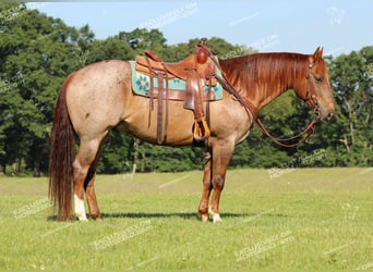 American Quarter Horse, Gelding, 12 years, 15.1 hh, Roan-Red