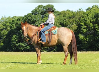 American Quarter Horse, Gelding, 12 years, 15.1 hh, Roan-Red