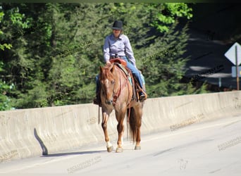 American Quarter Horse, Gelding, 12 years, 15.1 hh, Roan-Red