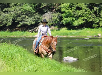 American Quarter Horse, Gelding, 12 years, 15.1 hh, Roan-Red