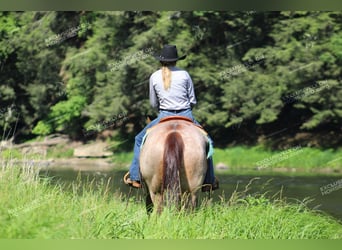 American Quarter Horse, Gelding, 12 years, 15.1 hh, Roan-Red