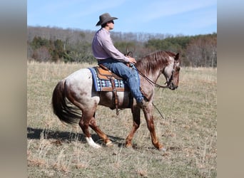 American Quarter Horse, Gelding, 12 years, 15.1 hh, Roan-Red