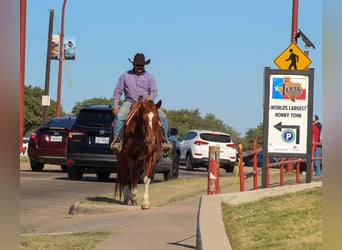 American Quarter Horse, Gelding, 12 years, 15,1 hh, Roan-Red