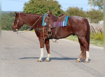 American Quarter Horse, Gelding, 12 years, 15,1 hh, Roan-Red