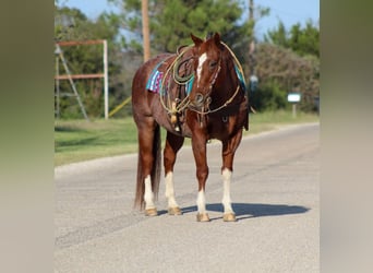 American Quarter Horse, Gelding, 12 years, 15,1 hh, Roan-Red