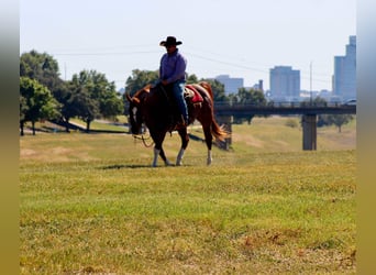 American Quarter Horse, Gelding, 12 years, 15,1 hh, Roan-Red