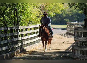 American Quarter Horse, Gelding, 12 years, 15,1 hh, Roan-Red