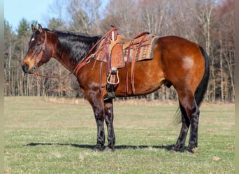 American Quarter Horse, Gelding, 12 years, 15.2 hh, Bay
