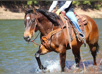 American Quarter Horse, Gelding, 12 years, 15.2 hh, Bay