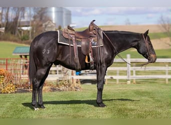 American Quarter Horse, Gelding, 12 years, 15.2 hh, Black