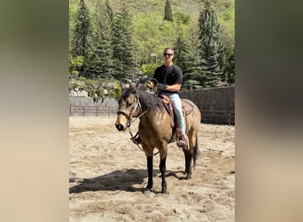 American Quarter Horse, Gelding, 12 years, 15.2 hh, Buckskin