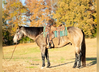 American Quarter Horse, Gelding, 12 years, 15.2 hh, Buckskin