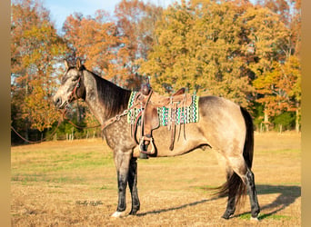American Quarter Horse, Gelding, 12 years, 15.2 hh, Buckskin