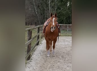 American Quarter Horse, Gelding, 12 years, 15.2 hh, Chestnut-Red