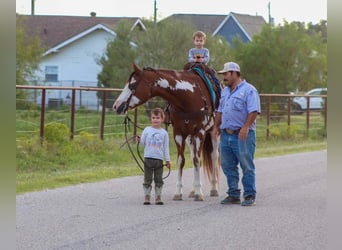 American Quarter Horse, Wallach, 12 Jahre, 15,2 hh, Overo-alle-Farben