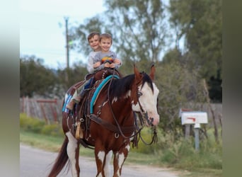 American Quarter Horse, Wallach, 12 Jahre, 15,2 hh, Overo-alle-Farben