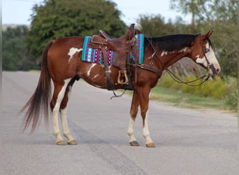 American Quarter Horse, Wallach, 12 Jahre, 15,2 hh, Overo-alle-Farben