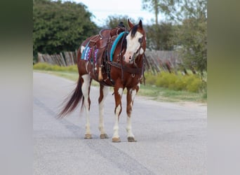 American Quarter Horse, Wallach, 12 Jahre, 15,2 hh, Overo-alle-Farben