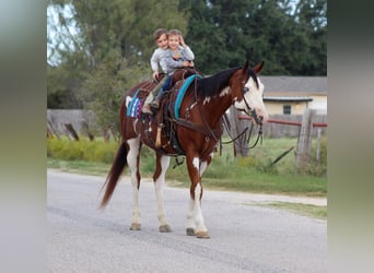 American Quarter Horse, Wallach, 12 Jahre, 15,2 hh, Overo-alle-Farben