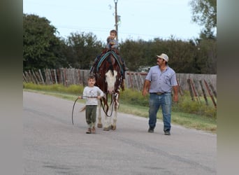 American Quarter Horse, Wallach, 12 Jahre, 15,2 hh, Overo-alle-Farben