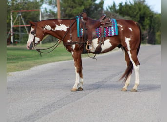 American Quarter Horse, Wallach, 12 Jahre, 15,2 hh, Overo-alle-Farben