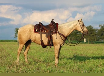 American Quarter Horse, Gelding, 12 years, 15.2 hh, Palomino