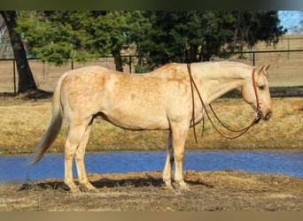 American Quarter Horse, Gelding, 12 years, 15.2 hh, Palomino