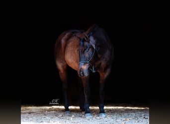 American Quarter Horse, Gelding, 12 years, 15.2 hh, Roan-Bay