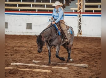 American Quarter Horse, Gelding, 12 years, 15.2 hh, Roan-Bay