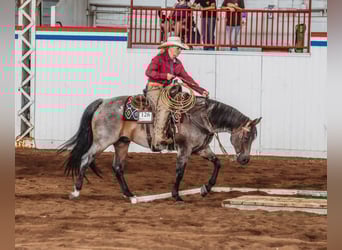 American Quarter Horse, Gelding, 12 years, 15.2 hh, Roan-Bay