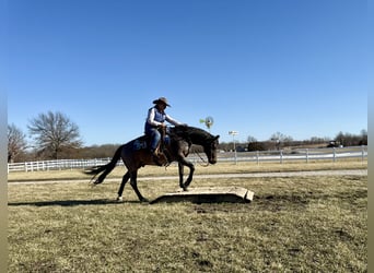 American Quarter Horse, Gelding, 12 years, 15.2 hh, Roan-Bay