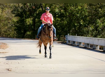 American Quarter Horse, Gelding, 12 years, 15.2 hh, Roan-Bay