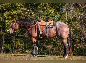 American Quarter Horse, Gelding, 12 years, 15.2 hh, Roan-Bay