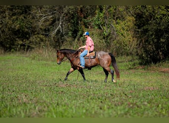 American Quarter Horse, Gelding, 12 years, 15.2 hh, Roan-Bay
