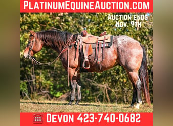 American Quarter Horse, Gelding, 12 years, 15.2 hh, Roan-Bay