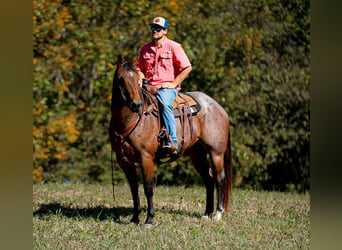 American Quarter Horse, Gelding, 12 years, 15.2 hh, Roan-Bay