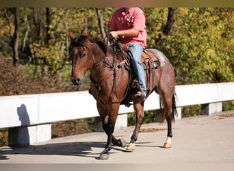 American Quarter Horse, Gelding, 12 years, 15.2 hh, Roan-Bay