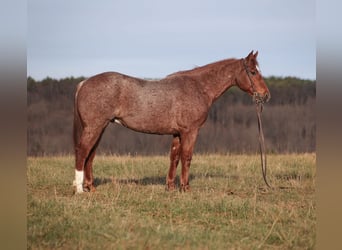American Quarter Horse, Gelding, 12 years, 15.2 hh, Roan-Red