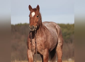 American Quarter Horse, Gelding, 12 years, 15.2 hh, Roan-Red