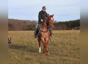 American Quarter Horse, Gelding, 12 years, 15.2 hh, Roan-Red